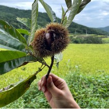 [산지직송] 공주 햇밤 알밤 생밤 