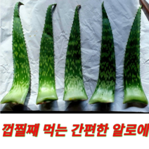국내산 사포나리아 알로에 1kg 껍찔째 먹는 간편한 사포나리아알로에 산지직송 당일수확 신선한 알로애 농장직송 국산, 사포나리아알로에1Kg
