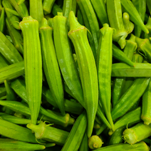 오크라 1KG 국내산 농장직송 당일수확 오쿠라 okra, 1개