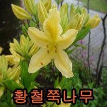 철쭉(황철쭉)30cm 5그루 나무 묘목 철쭉나무 꽃나무