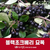 블랙초크베리/초크베리묘목/아로니아묘목/도시농부, 블랙초크베리 실2년*뿌리(1주)
