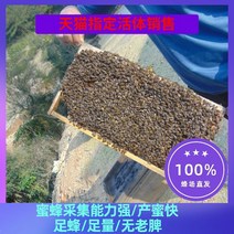 토종벌통 벌집 벌꿀 꿀벌 라이브 떼 라이브 꿀벌 aba 중간 꿀벌 식민지 꿀벌과 이있는, 벌집 있음 비장벌 3마리 + 알을 낳는 여왕벌 +