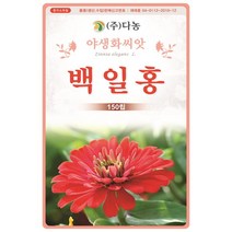 다농 백일홍 씨앗 150립 야생화 씨앗