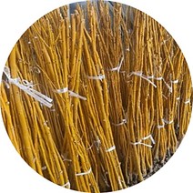 황금회화나무 묘목 접목2년, 1개