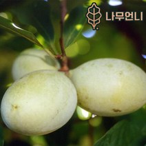 포포나무 나무언니, 실생1년생(2개세트)