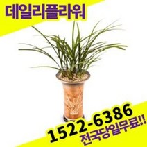 철골소심 동양난 란 개업 승진 인사이동 축하 고급난