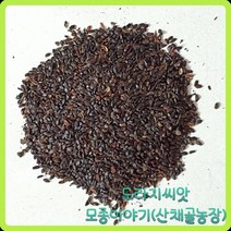e쉬운새싹채소 씨앗/도라지씨앗100g