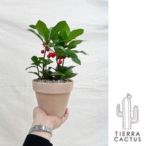 부와 행복을 가져다준다는 키우기 쉬운 천냥금 - 토분 3color, 화이트베이지토분(받침포함)