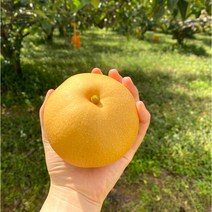 <루시.앤> 나주 수확 가정용 신고배 5/7.5kg / 성장촉진제 미사용 유기농 자연농법 초생재배법으로 재배하여 안심하고 드실 수 있습니다^^, 7.5kg / 10-11과” class=”wr-img”></a></div></p></div></p></div></p></div><div class=