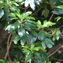 씨웨일트리 황칠 상록수 나무 묘목 H0.6전후 포트묘, 황칠 H0.6 포트묘, 1개