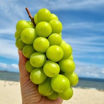 [KT알파쇼핑]영천 청년농부의 가정용 샤인머스캣 2kg (3-5수 내외)