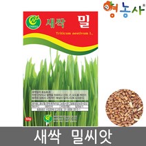 새싹 밀 씨앗 50g, 1개