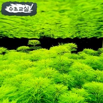 [수초교실] 아니 이렇게 잘 자랄수가??!?!? 잘 자라는 수초 암브리아, 5촉
