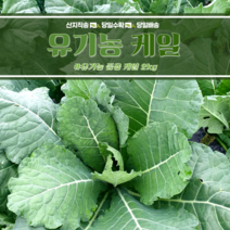 유기농인증 즙용케일 2kg, 유기농 즙용케일 2kg, 1개