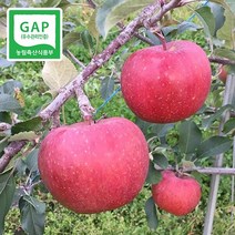 청송탑농원 꿀사과 10kg/특대/대과/중대/중과/가정용/소과, 중대 33-34과