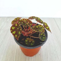 러브코리아 타이거베고니아 베고니아 키우기쉬운 실내공기정화식물 공기청정식물, 단품