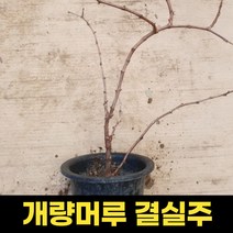 개량머루 화분 4치 결실주 포도나무 묘목 포트묘 텃밭, 1개
