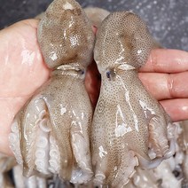 생쭈꾸미 소래포구쭈꾸미 서산쭈꾸미 서천쭈꾸미 1kg, 주꾸미 1kg, 1개