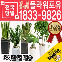 개업축하화분배달 금전수 돈나무 산세베리아 극락조 뱅갈고무나무 해피트리 행운목 녹보수 크로톤 스투키 개업식 개업선물 집들이 거실화분, (선택97)귀면각