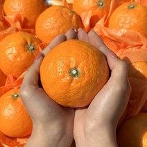 제주 카라향 선물용 3kg 7-18과 산지직송 고당도 제철과일 선물가방포함