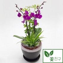 꽃친구 만천홍 서양란 승진 취임 영전 축하 화분 정년퇴직선물