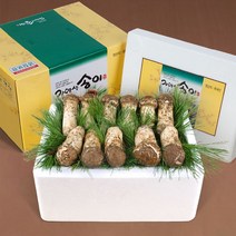 [아이원세븐] [송림山속] 강원도 자연산 송이버섯 500g/특상품 6~9뿌리(냉동), 1개