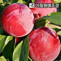 플럼코트 유실수 가림원예조경, 하모니 R5cm 결실주, 1