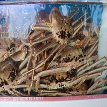 동해안 포항 구룡포 활 대게 중 대 골라담기!, 생물 대게 중 5마리/몸통수율 0~65% 다리수율70%