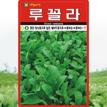 솔림텃밭몰 루꼴라씨앗 2000립 로켓샐러드 루꼴라 미용채소, 1개