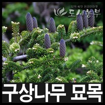 구상나무/구상나무묘목/정원수/100cm~/1주/도시농부