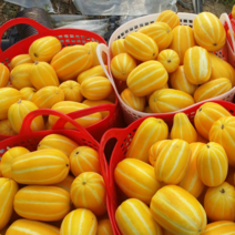 친환경 농법 성주참외 꿀 못난이 참외 1kg 2kg 5kg 10kg 가정용 선물용 임산부 선물