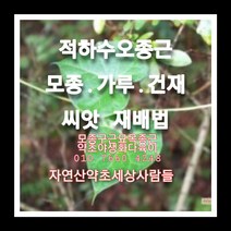 적하수오종근 60주 적하수오모종 적하수오씨앗재배
