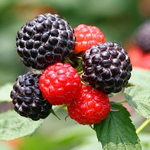 프레시데이 고창 베리월드 복분자 원액 파우치 30봉×80ml, 상세 설명 참조, 단일옵션