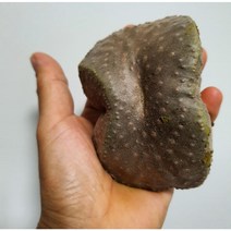 [산지직송]열매마 2kg 3kg 둥근마 하늘마 산마 특품 특상품 선물용 가정용 효능 제이블릭, 열매마 2kg, 1개