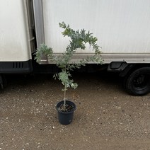 자엽아카시아 120cm, 1개