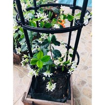 난초 pergola 파고라 발코니 철스탠드 식물기둥, 직경30높이60-블랙2원