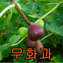 무화과나무 삽목2년특묘 2그루 나무 묘목 무화과나무 과일나무 유실수