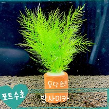 [물멍초] 키우기 쉬운 포트수초 발사미카 한포트