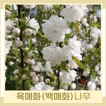 매화나무 묘목 옥매화 백매화 접목1년생 뿌리묘 1개