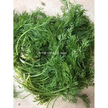 딜 (100G) DILL 팍실라우 딜생잎 허브딜 디라, 딜(100G)