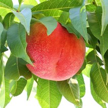 부드러운 달콤한 영동 백도 황도 복숭아, 4kg(특) / 14~17입, 1개