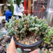 (공주네다육이화원) 부용철화 다육이 고급 명품 다육 식물 키우기