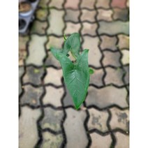 제브리나알로카시아 소품 15~35cm 59 반려식물 실내공기정화식물