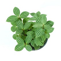 꽃들이네 실내공기정화식물 수경재배 아레카야자 금전수 틸란드시아 유칼립투스 몬스테라 떡갈고무나무 여인초 극락조 율마 화초 스킨답서스 올리브나무 뱅갈고무나무 남천나무 해피트리 거실화분 파키라 커피나무 수경재배식물 수경식물 공기정화식물 미세먼지정화식물 로즈마리 허브, 1개, 1-18 줄리아 페페/줄리페페