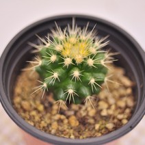 금호 선인장 소품 다육이 다육식물 랜덤91-20, 단품, 1개