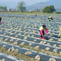 10m 0.008mm 뿌리 덮개 필름 PE 검정 백색 플라스틱 뿌리 덮개 정원 지상 덮개 필름 서리 보호 온난 한 잡초 통제를 지키십시오, 10 Meters_1, 2.0M Width_3