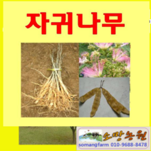 (G소망)자귀나무 묘목 실생2년 10그루, 1개