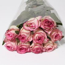 (고급장미) 얼굴 가장큰 장미 슈가밤 장미꽃 생화택배 (고속터미널꽃시장) 꽃예꽃, 취소처리(취소선택시 다른꽃변경불가), 화요일 구매시 (목요일 도착)