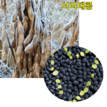전북 진안에서 생산된 무농약 서리태콩 1kg 4kg 검은콩 서리태환 서리태콩물 검정콩 검은콩두유, 무농약 서리태 4kg