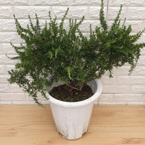 크리핑 로즈마리65 - 공기정화식물, 1개